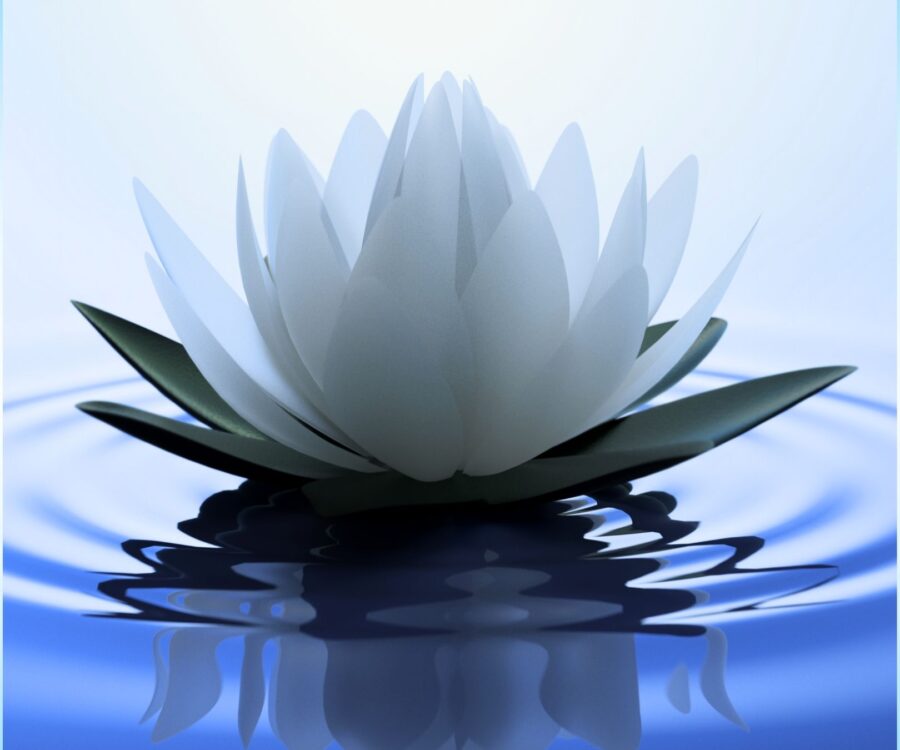 Lotus Flower - Lotus Zen Me